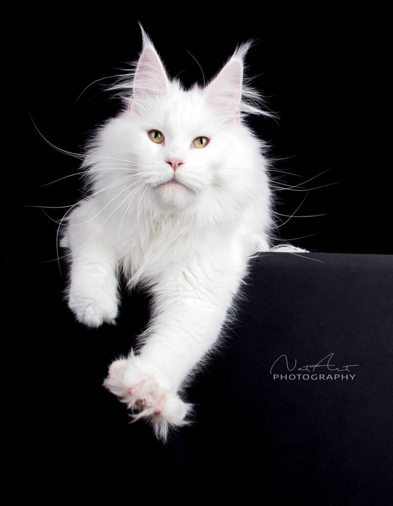 Adrastia Maine Coon Cattery