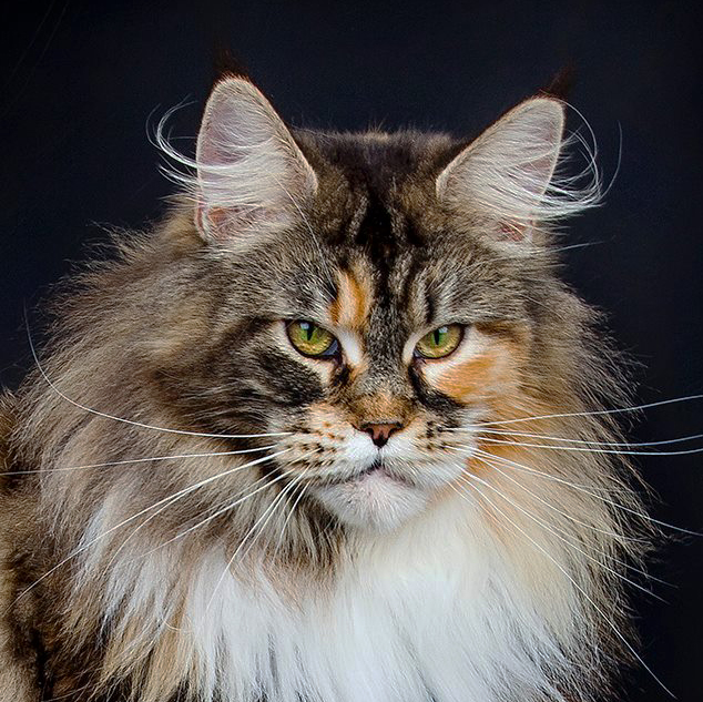 Adrastia Maine Coon Cattery