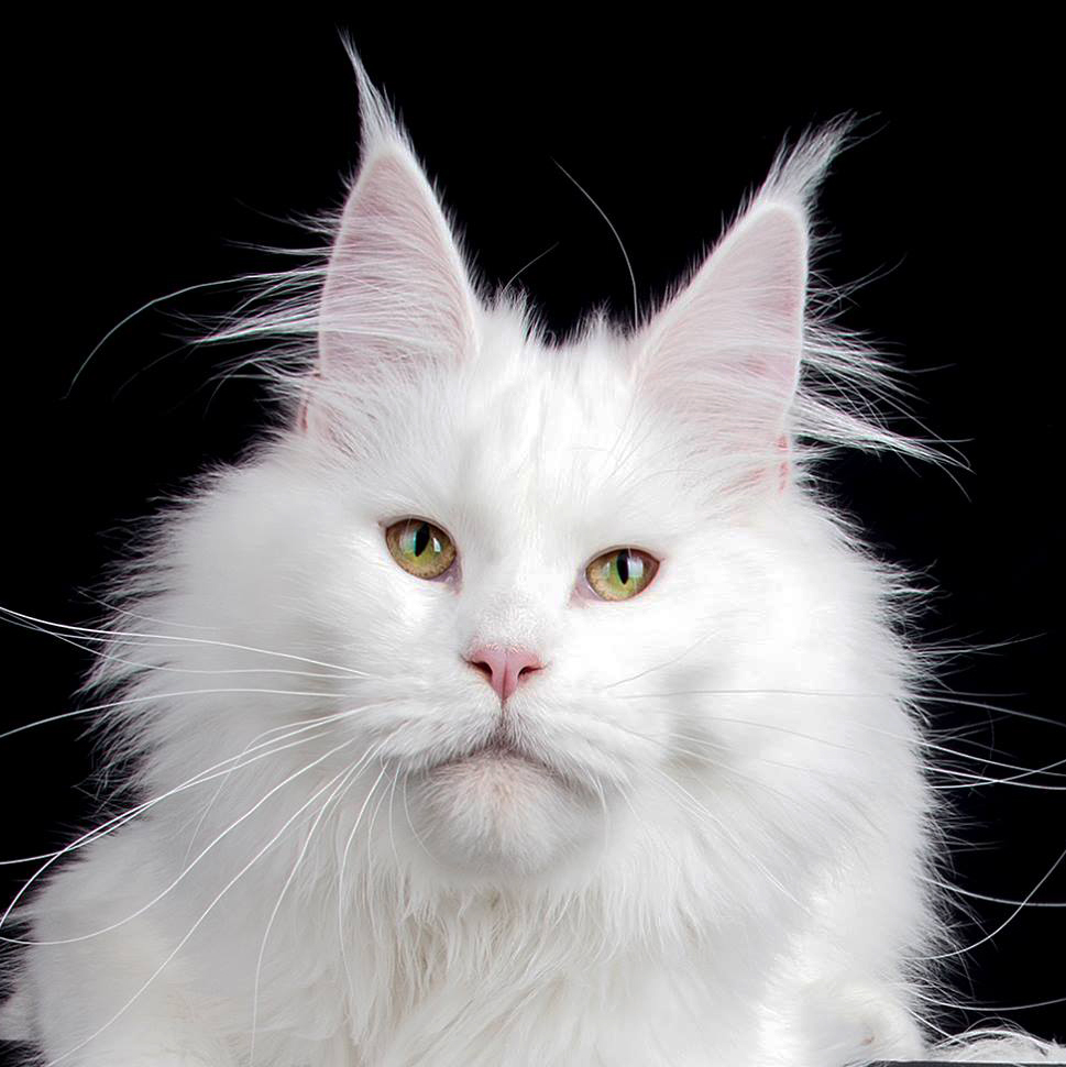 Adrastia Maine Coon Cattery